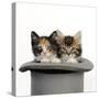 Kittens in Top Hat-null-Stretched Canvas