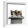 Kittens in Top Hat-null-Framed Photographic Print