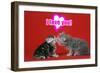 Kittens Kissing under a Valentines Heart-null-Framed Photographic Print