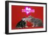 Kittens Kissing under a Valentines Heart-null-Framed Photographic Print