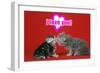 Kittens Kissing under a Valentines Heart-null-Framed Photographic Print