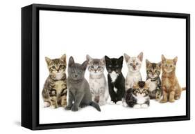 Kittens Line-Up-null-Framed Stretched Canvas