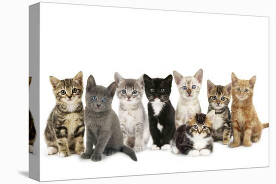 Kittens Line-Up-null-Stretched Canvas