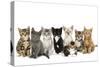 Kittens Line-Up-null-Stretched Canvas