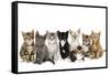 Kittens Line-Up-null-Framed Stretched Canvas