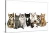 Kittens Line-Up-null-Stretched Canvas