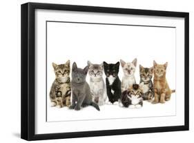 Kittens Line-Up-null-Framed Premium Photographic Print