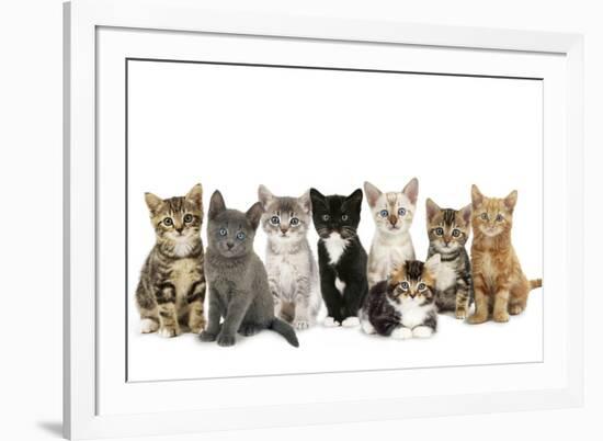 Kittens Line-Up-null-Framed Photographic Print