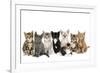 Kittens Line-Up-null-Framed Photographic Print