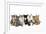 Kittens Line-Up-null-Framed Photographic Print