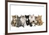 Kittens Line-Up-null-Framed Photographic Print