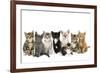 Kittens Line-Up-null-Framed Photographic Print