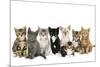 Kittens Line-Up-null-Mounted Photographic Print