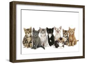 Kittens Line-Up-null-Framed Photographic Print