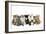 Kittens Line-Up-null-Framed Photographic Print