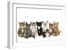 Kittens Line-Up-null-Framed Photographic Print