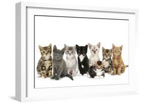 Kittens Line-Up-null-Framed Photographic Print