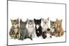 Kittens Line-Up-null-Mounted Photographic Print