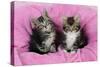 Kittens on Pink Towel-null-Stretched Canvas