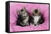 Kittens on Pink Towel-null-Framed Stretched Canvas