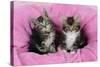 Kittens on Pink Towel-null-Stretched Canvas