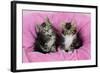 Kittens on Pink Towel-null-Framed Photographic Print