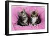 Kittens on Pink Towel-null-Framed Photographic Print