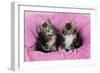 Kittens on Pink Towel-null-Framed Photographic Print