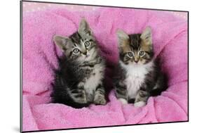 Kittens on Pink Towel-null-Mounted Photographic Print