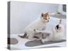 Kittens Playing, Mykonos, Greece-Darrell Gulin-Stretched Canvas