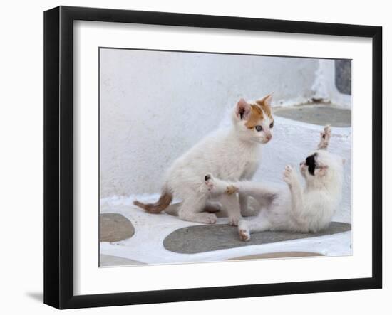 Kittens Playing, Mykonos, Greece-Darrell Gulin-Framed Photographic Print