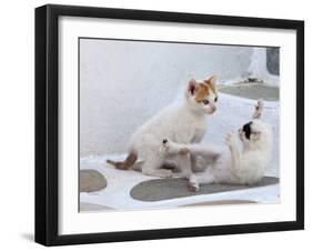 Kittens Playing, Mykonos, Greece-Darrell Gulin-Framed Photographic Print