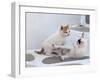 Kittens Playing, Mykonos, Greece-Darrell Gulin-Framed Photographic Print