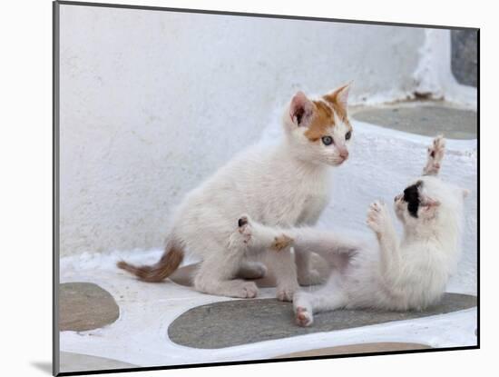 Kittens Playing, Mykonos, Greece-Darrell Gulin-Mounted Photographic Print