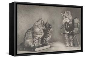 Kittens Playing Photographer-null-Framed Stretched Canvas