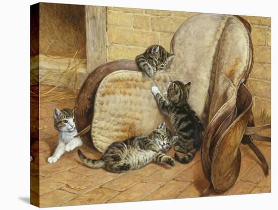 Kittens Playing-Frank Paton-Stretched Canvas