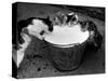 Kittens Slurping from a Pail of Milk-null-Stretched Canvas