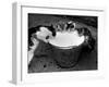 Kittens Slurping from a Pail of Milk-null-Framed Premium Photographic Print