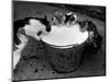 Kittens Slurping from a Pail of Milk-null-Mounted Photographic Print