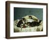 Kittens up to Mischief-Horatio Henry Couldery-Framed Giclee Print