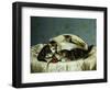 Kittens up to Mischief-Horatio Henry Couldery-Framed Giclee Print
