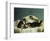 Kittens up to Mischief-Horatio Henry Couldery-Framed Giclee Print