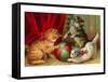 Kittens with Ball-null-Framed Stretched Canvas