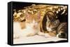 Kittens with Music and Saxophone-null-Framed Stretched Canvas