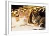 Kittens with Music and Saxophone-null-Framed Photographic Print