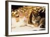 Kittens with Music and Saxophone-null-Framed Photographic Print