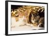 Kittens with Music and Saxophone-null-Framed Photographic Print