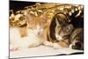 Kittens with Music and Saxophone-null-Mounted Photographic Print