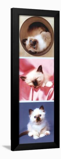 Kittens-null-Framed Poster
