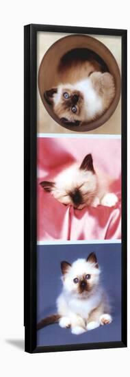 Kittens-null-Framed Poster